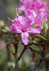 Rhododendron racemosum