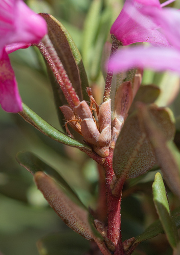 Rhododendron racemosum, photograph 1