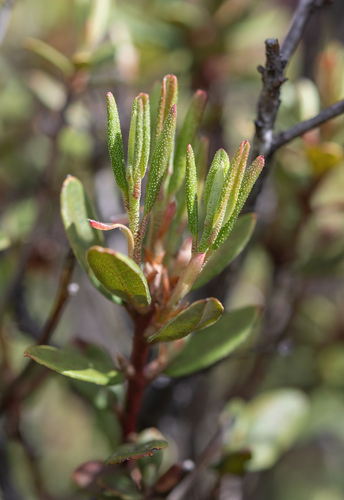 Rhododendron racemosum, photograph 2