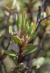 Rhododendron racemosum, photograph Morten Ross, CC BY, iNaturalist via GBIF