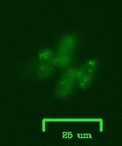 Charophyta