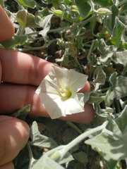 Calystegia malacophylla malacophylla