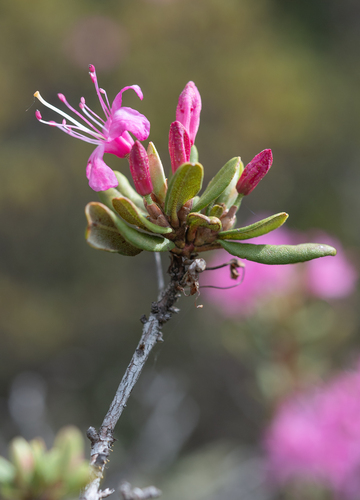 Rhododendron racemosum, photograph 6