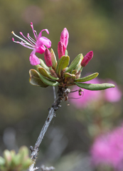Rhododendron racemosum, photograph Morten Ross, CC BY, iNaturalist via GBIF
