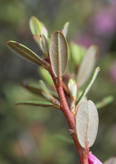 Rhododendron racemosum, photograph Morten Ross, CC BY, iNaturalist via GBIF