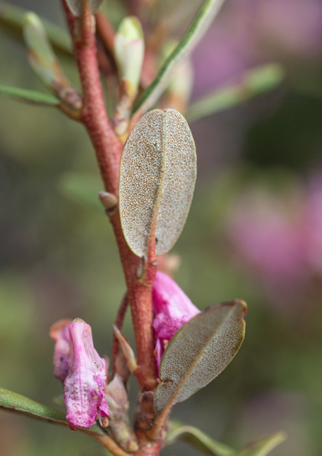 Rhododendron racemosum, photograph 3