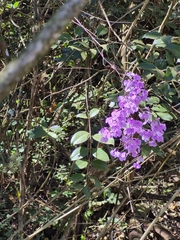 Ionopsis utricularioides