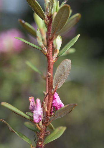 Rhododendron racemosum, photograph 5