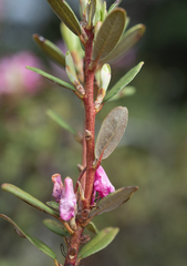 Rhododendron racemosum, photograph Morten Ross, CC BY, iNaturalist via GBIF