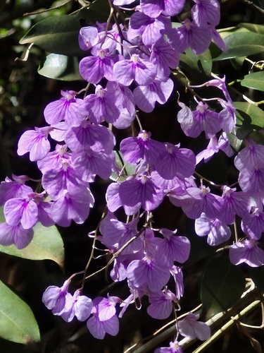 Ionopsis utricularioides, photograph 2