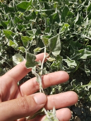 Calystegia malacophylla malacophylla