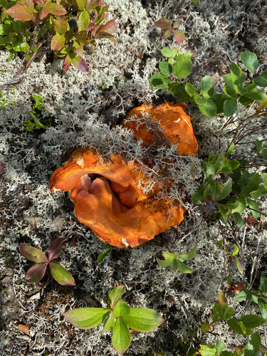 lobster mushroom