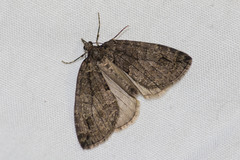 Hydriomena impluviata