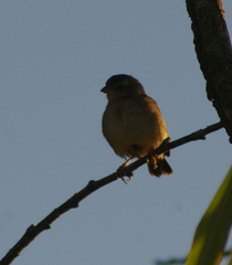 Euplectes franciscanus