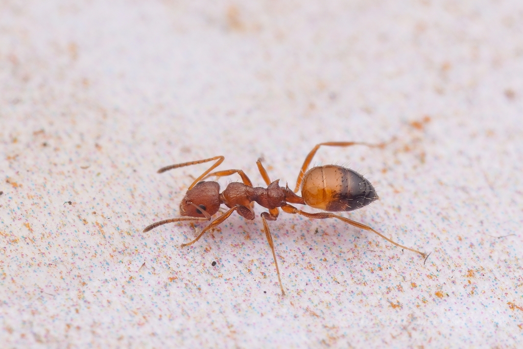 Lepisiota bicolor