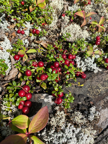 Lingonberry