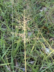 Dichanthelium scoparium