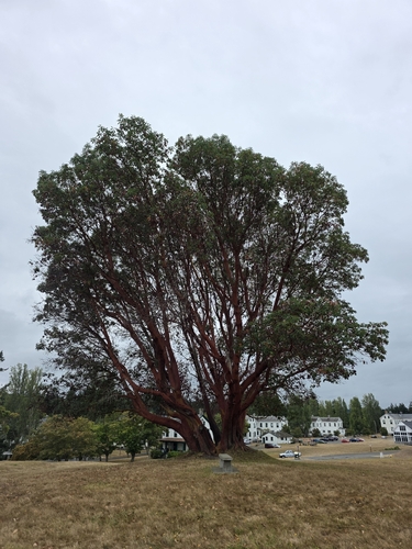 Pacific madrone