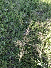 Dichanthelium scoparium