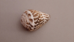 Conus chaldaeus
