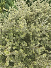 Adenanthos
