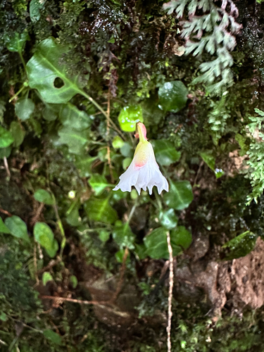 Shortia rotundifolia, photograph 2