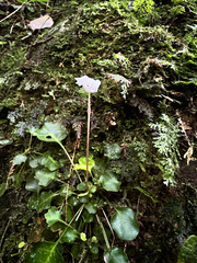 Shortia rotundifolia, photograph (c) Jaw-Jian La, some rights reserved (CC BY)