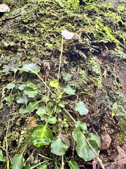 Shortia rotundifolia