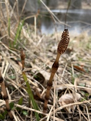 Equisetum palustre