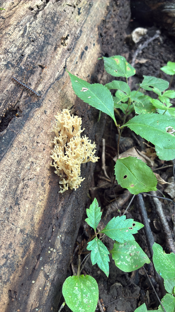 crown-tipped coral fungus · August 2026 · photo: Photo: no rights reserved · iNaturalist