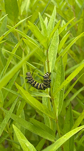 Monarch