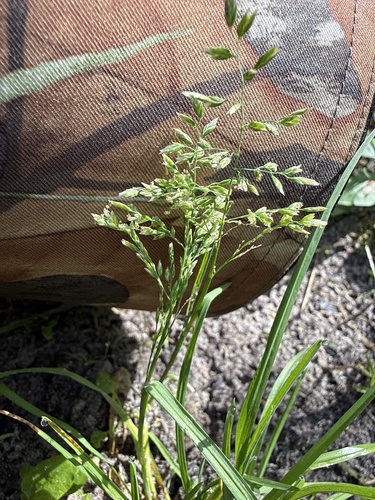 Poa trivialis