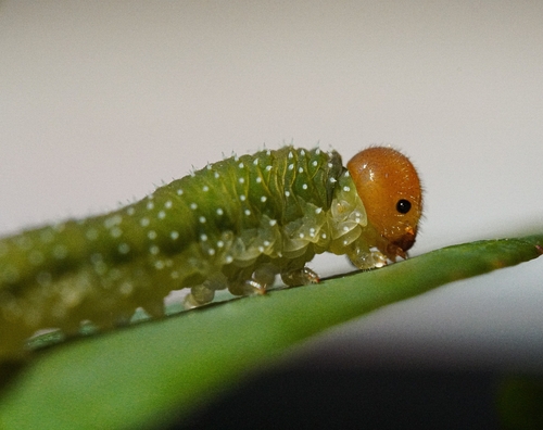 Allantus viennensis