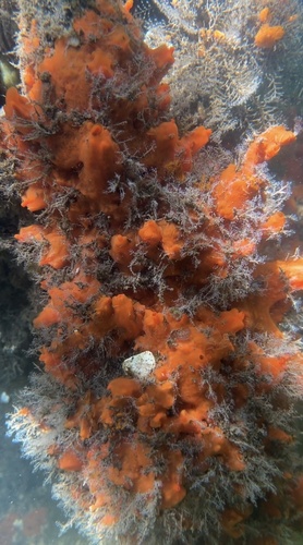 Tedania ignis observed 2026-08-23