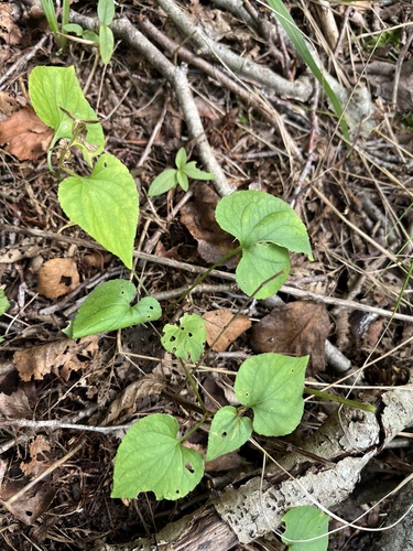 bog violet