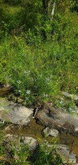 Amsonia hubrichtii