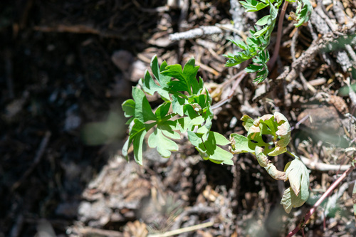 Paeonia brownii