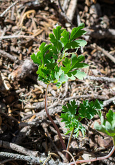 author not stated, no rights reserved Paeonia brownii, photograph author not stated, no rights reserved