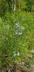 Amsonia hubrichtii