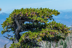 Pinus balfouriana, photograph author not stated, no rights reserved