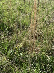 Liatris pycnostachya