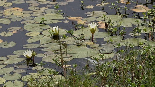 Nymphaea pulchella