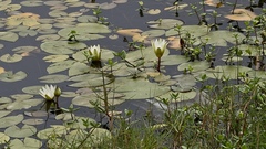 Nymphaea pulchella