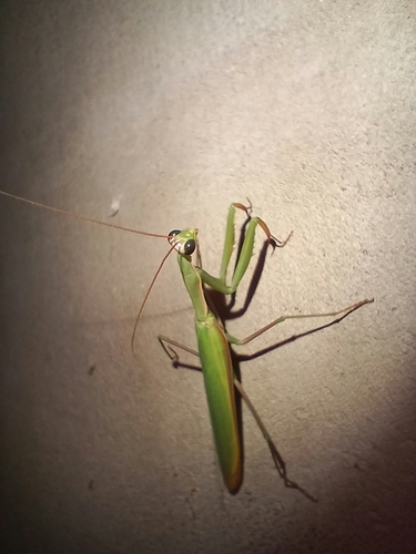 European Mantis