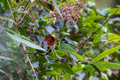 Catamblyrhynchus diadema