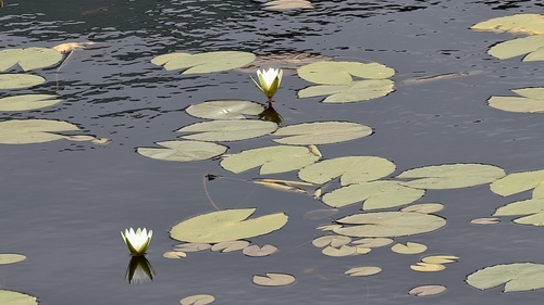 Nymphaea pulchella, photograph 1