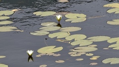 Nymphaea pulchella, photograph (c) fmunoz, some rights reserved (CC BY)