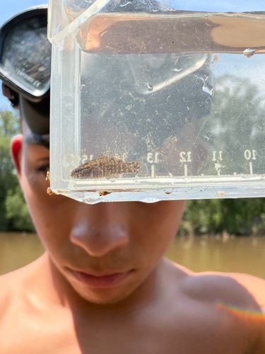 Banded Pygmy Sunfish