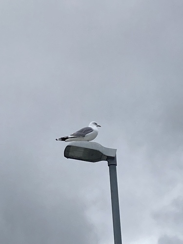 Common Gull