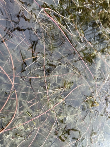 Eurasian water-milfoil